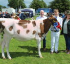 Record entry of sheep and cattle at Omagh Show 2024