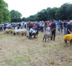 16 breeds line-up for Castlewellan sheep championship