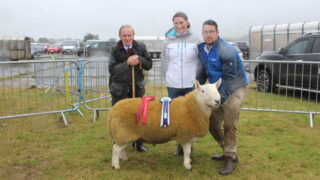 North Country Cheviot ram catches the eye at Limavady Show 2024