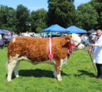 Cattle entries well up at Antrim Show 2024