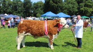 Cattle entries well up at Antrim Show 2024