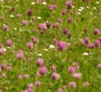 Advice: Using a dock herbicide on red clover swards