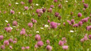 Advice: Using a dock herbicide on red clover swards