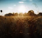 Nature-friendly farming budget in Northern Ireland ‘inadequate’