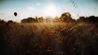 Nature-friendly farming budget in Northern Ireland ‘inadequate’