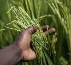 Local markets key to tackling global hunger – experts