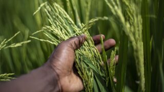 Local markets key to tackling global hunger – experts