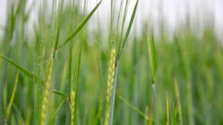 UK crop performance levels remain extremely varied