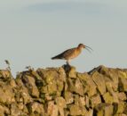 Final call issued to nominate 'curlew conservation heroes'