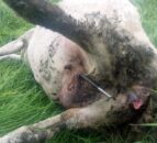 Graphic images: Sheep found dead from crossbow-like weapon