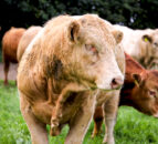 First UK bluetongue case detected in 2024/25 season