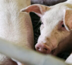 Germany produces 3.4m tonnes of meat in first half of 2024