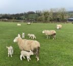 Defra confirms bluetongue in animals on 2 new sites