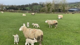 Defra confirms bluetongue in animals on 2 new sites