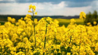 Drilling of winter oilseed rape  to get underway next week