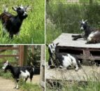 RSPCA returns 2 stolen goats to 'relieved owners' with 2 more still missing