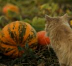 Farmers asked for views on reintroducing wildcats in Devon