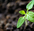 First gene-edited crop trials on conventional farms in UK