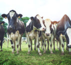 NI dairy enterprises see over £1,000 difference per cow in 2022/23
