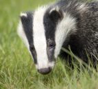 Study: Farmer-led badger vaccination effective against TB
