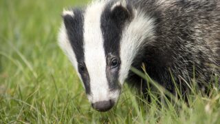 Study: Farmer-led badger vaccination effective against TB