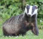 Farmer-led TB study shows badger vaccination is ‘achievable’