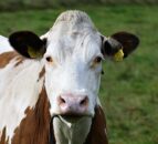 UK chief vet issues new warning on bluetongue risk