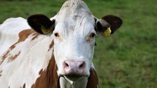 UK chief vet issues new warning on bluetongue risk