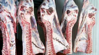 NI beef carcase weights remain strong as Irish weights decline