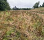 NI on-farm rush control event to discuss treatments