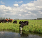 RVC awarded grants to advance vaccine research into BB and bTB