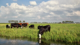 €700m Dutch scheme approved for farmers to close livestock sites