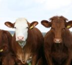New guidance for assessing global impact of animal diseases