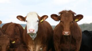 New guidance for assessing global impact of animal diseases