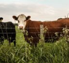 New Farming with Nature Package is a ‘key priority’ for DAERA minister