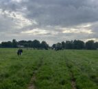 Autumn grazing: Building covers to achieve extra days at grass