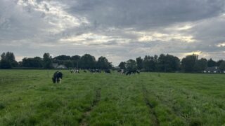Autumn grazing: Building covers to achieve extra days at grass