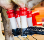 Robotic Dairy Forum to offer information on 'every stage of conversion'