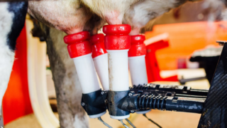 Robotic Dairy Forum to offer information on ‘every stage of conversion’