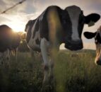 Bluetongue is a 'serious threat' to NI farms - UFU