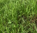 AFBI involved in €2m All-Ireland grass development programme