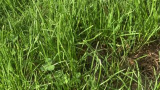 AFBI involved in €2m All-Ireland grass development programme