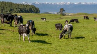 Dairy company fined for 100% NZ claim on products of Indian origin