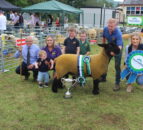 Young Simmental bull carries the day at Clogher Valley Show 2024
