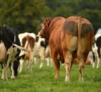 British Society of Animal Science defends Bovaer
