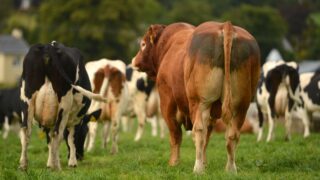 British Society of Animal Science defends Bovaer