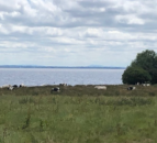 £450,000 initiative to find solutions to algae in Lough Neagh