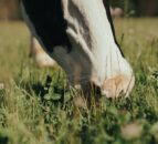 Bluetongue: DAERA warns NI farmers to source animals responsibly
