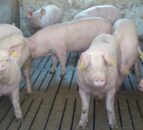 DAERA: Improved gilt litter size influences herd output