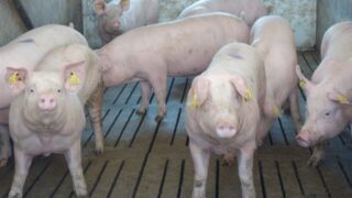 DAERA: Improved gilt litter size influences herd output